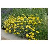 Yellow Yarrow Root Clumps