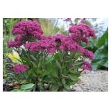 Sedum Root Clumps