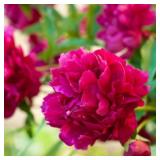Fucshia Peony Root Clumps