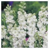 Larkspur White Seeds