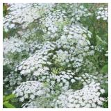 Ammi Majus Seeds