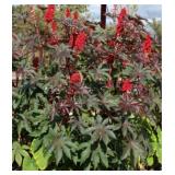 Castor Seeds