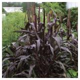 Millet Purple Majesty Seeds