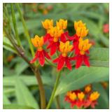Asclepias Red Butterfly Seeds