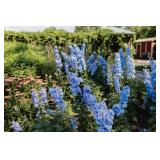 Larkspur Blue Seeds