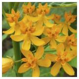 Asclepias Silky Gold Seeds