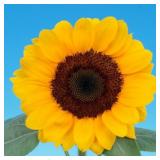 Sunflower Seeds- Vincent