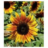 Sunflower Seeds- Sunrich Orange