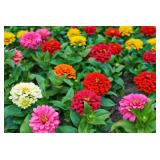 Zinnia Seeds- Mix