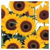 Sunflower Seeds- Sunbright