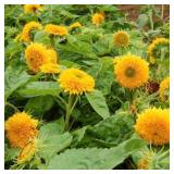 Sunflower Seeds- Sungold (Teddy)