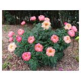 Coral Charm Peony Root Clump