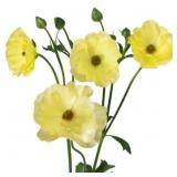 Ranunculus Corms- Yellow Butterfly