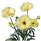 Ranunculus Corms- Cream Butterfly