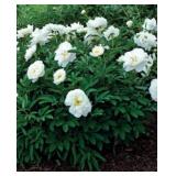 White Peony Root Clumps