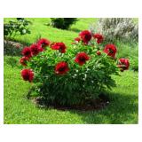 Red Charm Peony Root Clumps