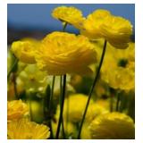 Ranunculus Corms- Yellow