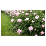 Light Pink Peony Root Clumps