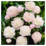 Blush (Shirley Temple) Peony Root Clumps