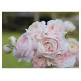 Ranunculus Corms- Hanoi