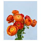 Ranunculus Corms- Orange