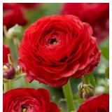 Ranunculus Corms- Red