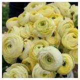 Ranunculus Corms- Cream