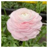 Ranunculus Corms- Lady