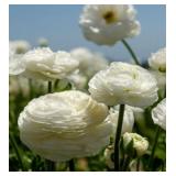 Ranunculus Corms- White