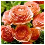 Ranunculus Corms- Salmon