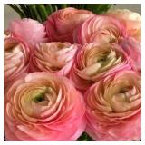 Ranunculus Corms- Venere
