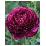 Ranunculus Corms- Viola