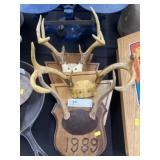 (3) Whitetail Deer Antlers