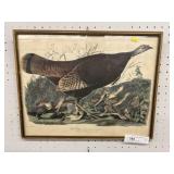 Framed Lithograph of Wild Turkeys