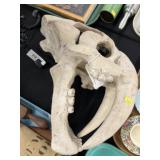 Composition Saber Tooth Tiger Skull