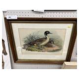 Framed Lithograph of Ducks