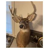 Taxidermy Whitetail Deer