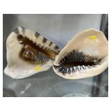 (2) Seashells