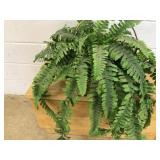 Basket w/ Plastic Fern