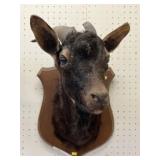 Taxidermy Catalina Goat