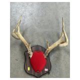 Mounted Whitetail Deer Antlers