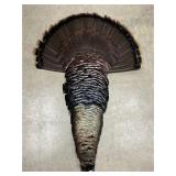 Wild Turkey Fan Display