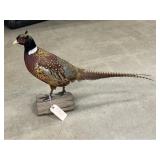 Full-Body Mount Pheasant
