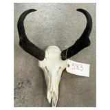 European Mount of Pronghorn