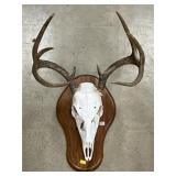 European Mount of Whitetail Deer