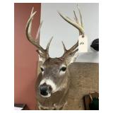 Shoulder Mount 13-pt. Whitetail Deer