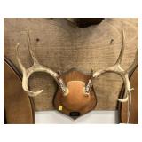 Mounted Whitetail Deer Antlers