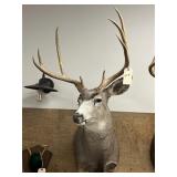 Taxidermy 4x4 Mule Deer