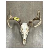 European Mount of Whitetail Deer