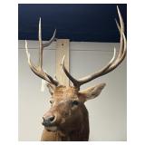 Taxidermy Elk
